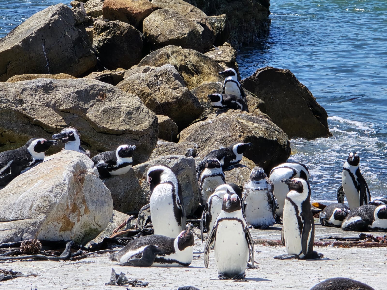 African Penguins basking in the sun at Betty's Bay